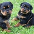 Devika Litter A